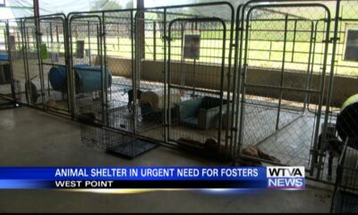 West Point Clay County Animal Shelter urgently needs foster homes