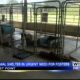 West Point Clay County Animal Shelter urgently needs foster homes