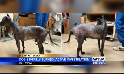 Dog found badly burned in Fulton