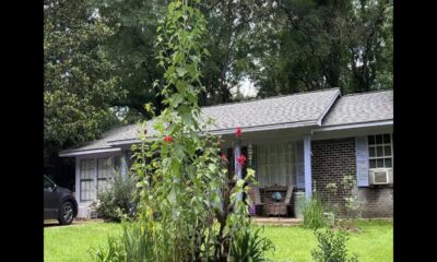 Focused on Mississippi: Giant sunflower in Mendenhall