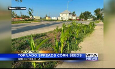 Corn popping up in random places in Iowa town after tornado