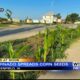 Corn popping up in random places in Iowa town after tornado