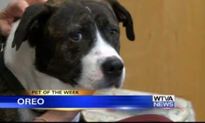 Pet of the Week - Oreo