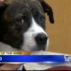 Pet of the Week – Oreo