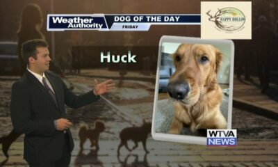 Dog Walk Forecast for July 12th - Huck