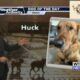 Dog Walk Forecast for July 12th - Huck