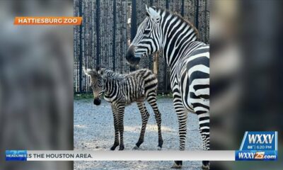 Zebra foal born at the Hattiesburg Zoo