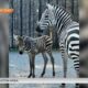 Zebra foal born at the Hattiesburg Zoo