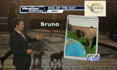 Dog Walk Forecast for July 19th - Bruno