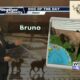 Dog Walk Forecast for July 19th - Bruno