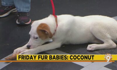 Friday Fur Babies: Meet Coconut