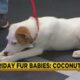 Friday Fur Babies: Meet Coconut