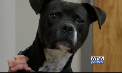 Pet of the Week - Santana