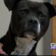 Pet of the Week – Santana