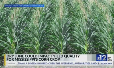 Dry June may limit Mississippi’s corn crop potential