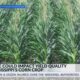 Dry June may limit Mississippi’s corn crop potential