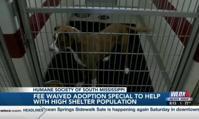 Fee-waived adoption special to help with high shelter population
