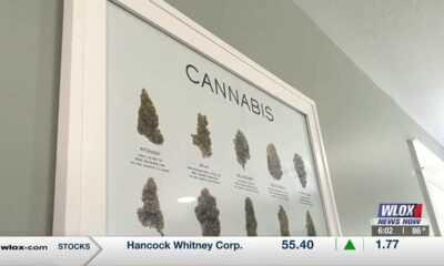 What do downtown Biloxi businesses think about a possible cannabis facility ban?