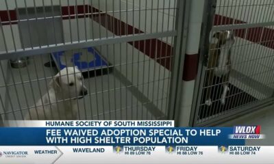 Humane Society of South Mississippi partners with PetSmart for adoption special