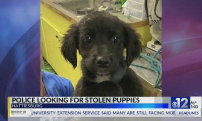 Hattiesburg police search for 3 stolen puppies