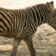Hattiesburg Zoo’s baby zebra doing well, making friends