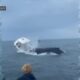 Shocking footage shows whale capsize a boat in New Hampshire