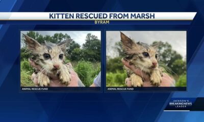 ARF saves kitten from marshy pond