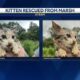 ARF saves kitten from marshy pond