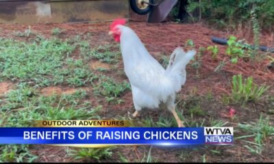 Outdoor Adventures with Chelsea: Raising backyard chickens