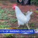 Outdoor Adventures with Chelsea: Raising backyard chickens