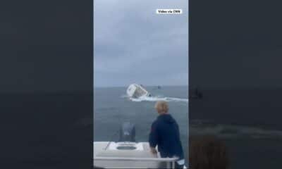 Whale jumps out of ocean, slams into boat