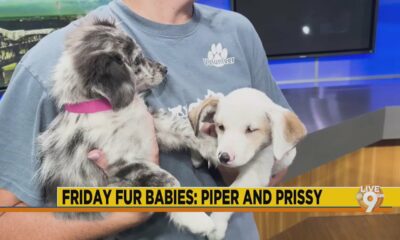 Friday Fur Babies: Meet Piper and Prissy