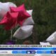 Balloon release held for two Jackson homicide victims