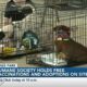 Humane Society of South Mississippi holds free vaccinations, adoptions during Cops, Pops, Pups ev...