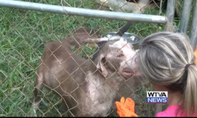 Animal shelter releases video from inside the home of an animal cruelty case in Corinth