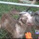 Animal shelter releases video from inside the home of an animal cruelty case in Corinth