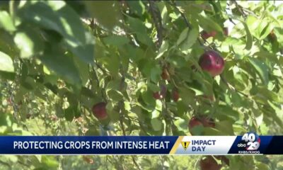 Arkansas expert explains why extreme heat can be bad for plants