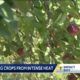 Arkansas expert explains why extreme heat can be bad for plants