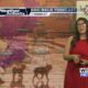 Dog Walk Forecast for July 30th – Hank