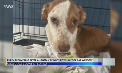 Puppy recovering after being thrown from car in Okaloosa County