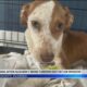 Puppy recovering after being thrown from car in Okaloosa County