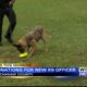 The Chickasaw County Sheriff's Department is searching for a new K-9 officer