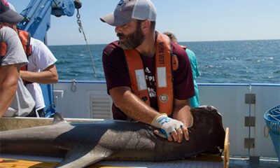 Work of MSU Shark Scientist Featured on Disney+ National Geographic Documentary