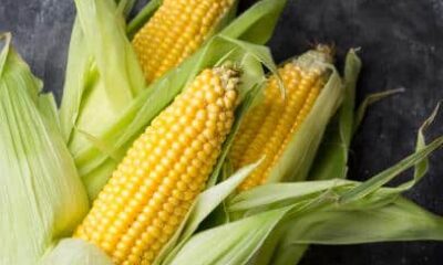 Corn: A Southern Table Staple
