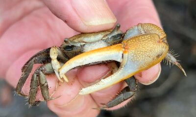 Fiddler Crabs Love to Wave