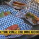 On the Roll: I Be Dog Gone