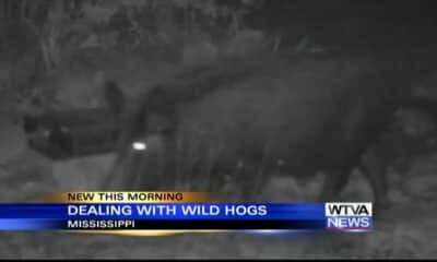 Mississippi is working to deal with a wild hogs issue