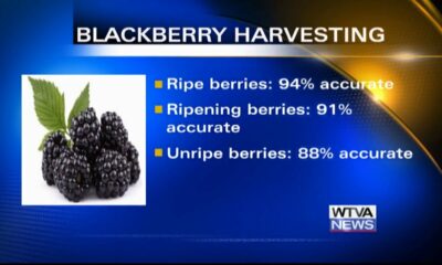 MSU researchers developing new tool for blackberry harvesting