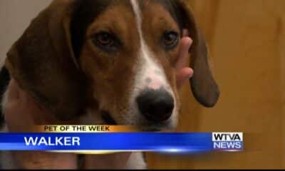 Pet of the Week - Walker