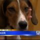 Pet of the Week - Walker